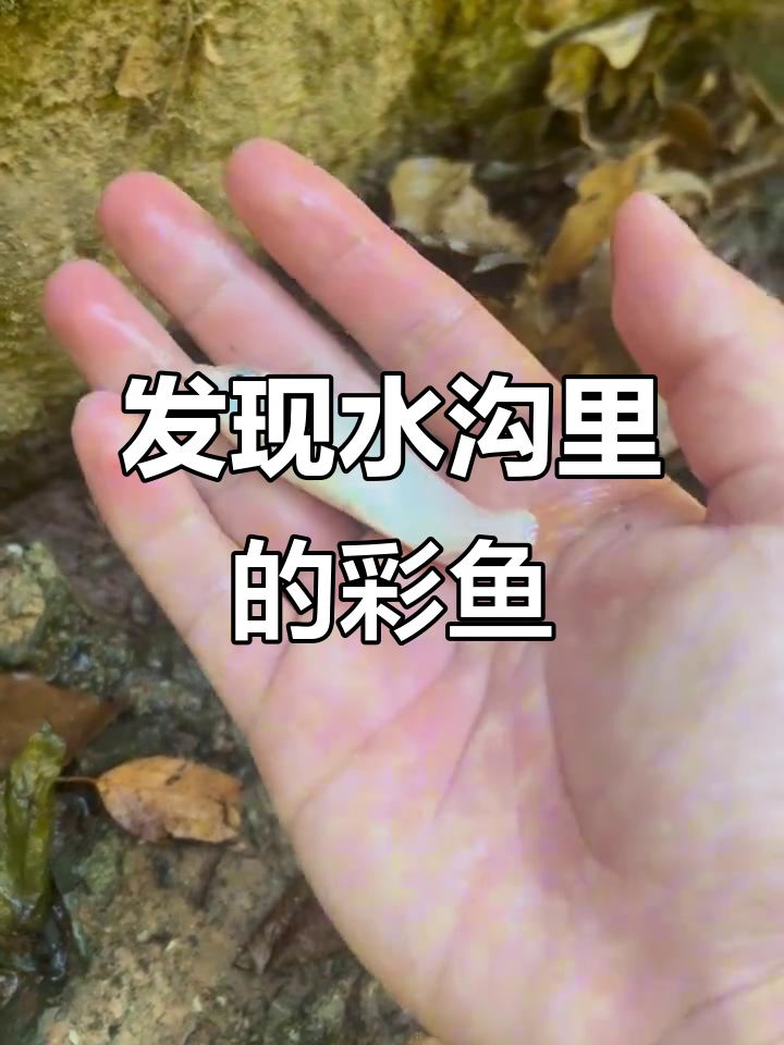 水沟里突然出现彩色鱼，竟然有这么多！