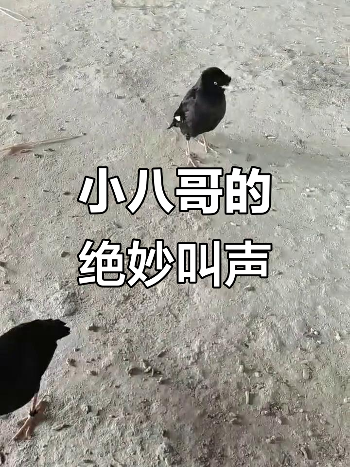 鸭嘴兽宝宝萌叫声,太可爱了!