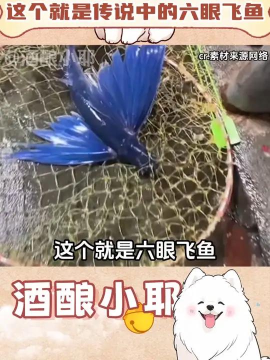 这个就是传说中的六眼飞鱼吗