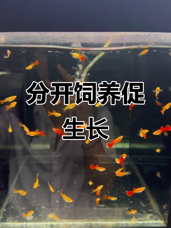 孔雀鱼苗一个月大时,分开养能促进更快成长
