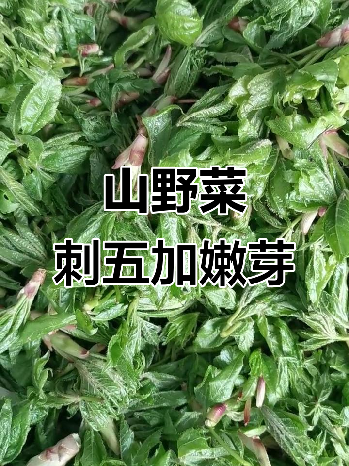 刺五加嫩芽苞:山野菜新吃法,煎炒包馅样样行