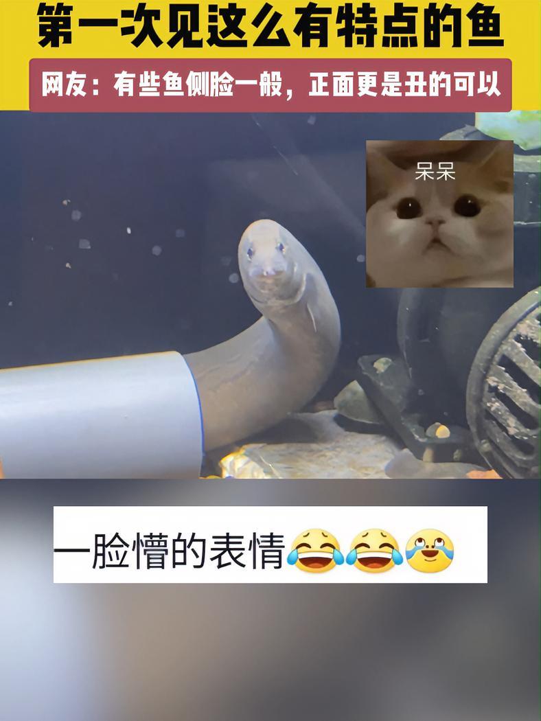 9月23日(发布),江苏。第一次见这么有特点的鱼。网友:有些鱼侧脸一般,正面更是丑的可以。