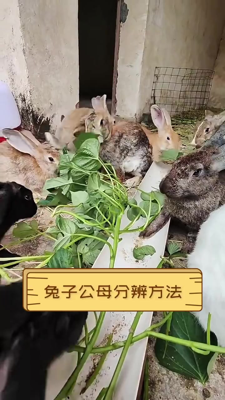 兔子公母分辨方法