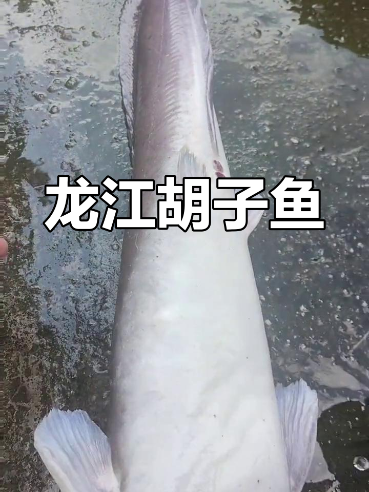 云南蓝调手语:江水中的野生巨物