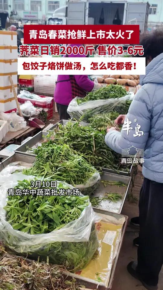 青岛春菜抢鲜上市太火了，荠菜日销2000斤，售价3-6元，包饺子烙饼做汤，怎么吃都香！（半