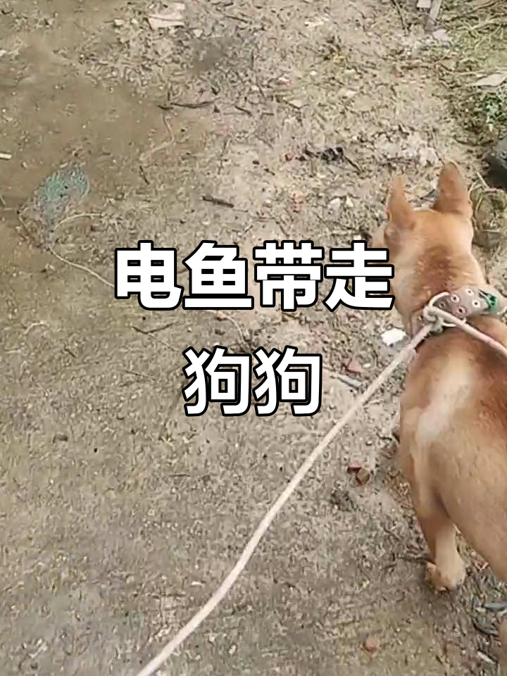 电鱼时顺手牵狗,良心何在?广西土猎犬成“受害者”