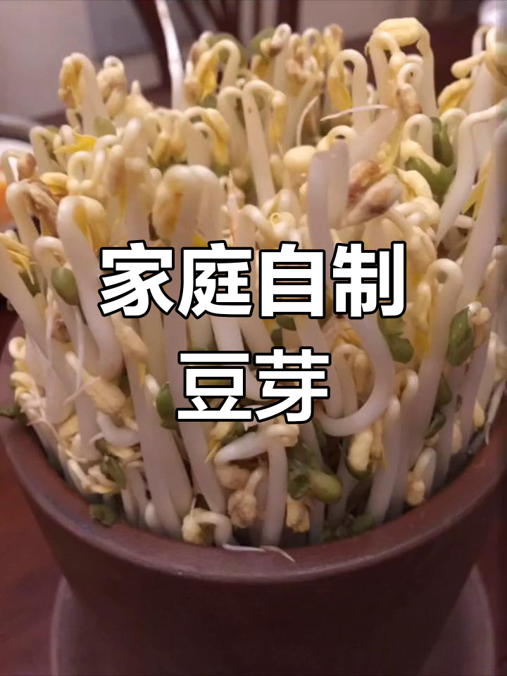 自制健康豆芽菜,轻松学发绿豆