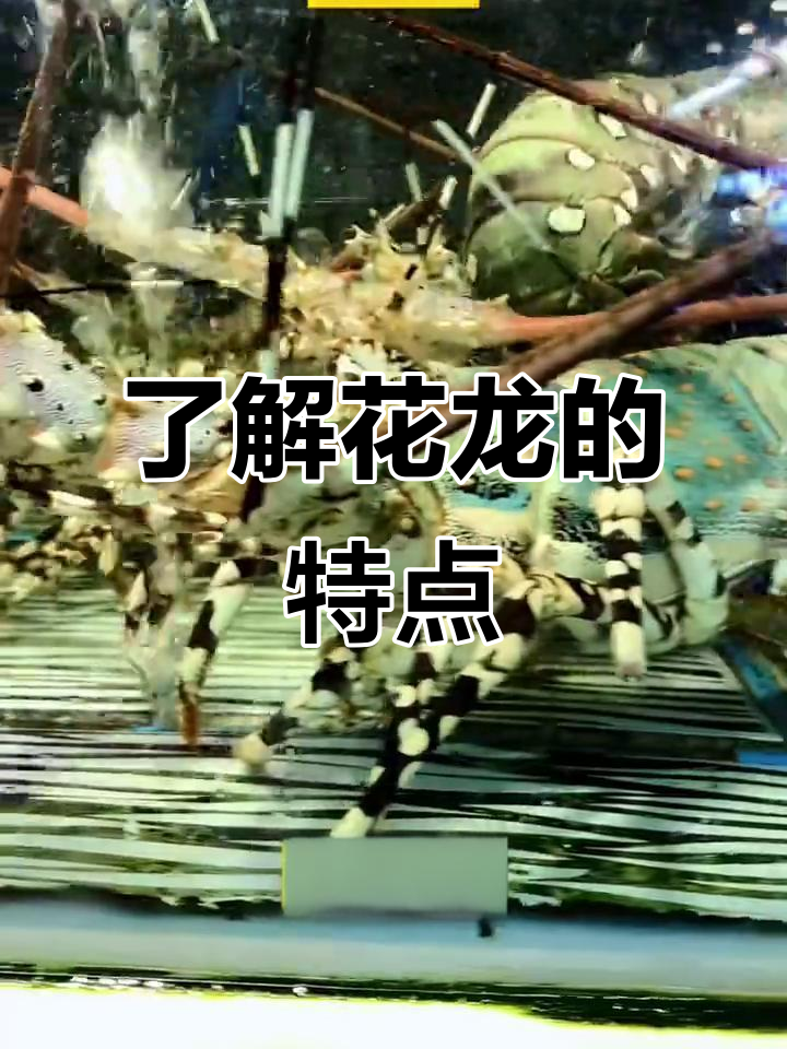 花龙:锦绣龙虾揭秘,最大体型与独特斑纹