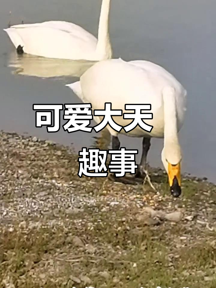 大天鹅的美丽舞姿,公鹅搞笑瞬间