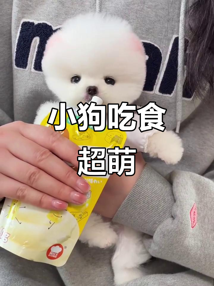 茶杯犬吃饭时超萌的“吧唧嘴”表情,太可爱了!