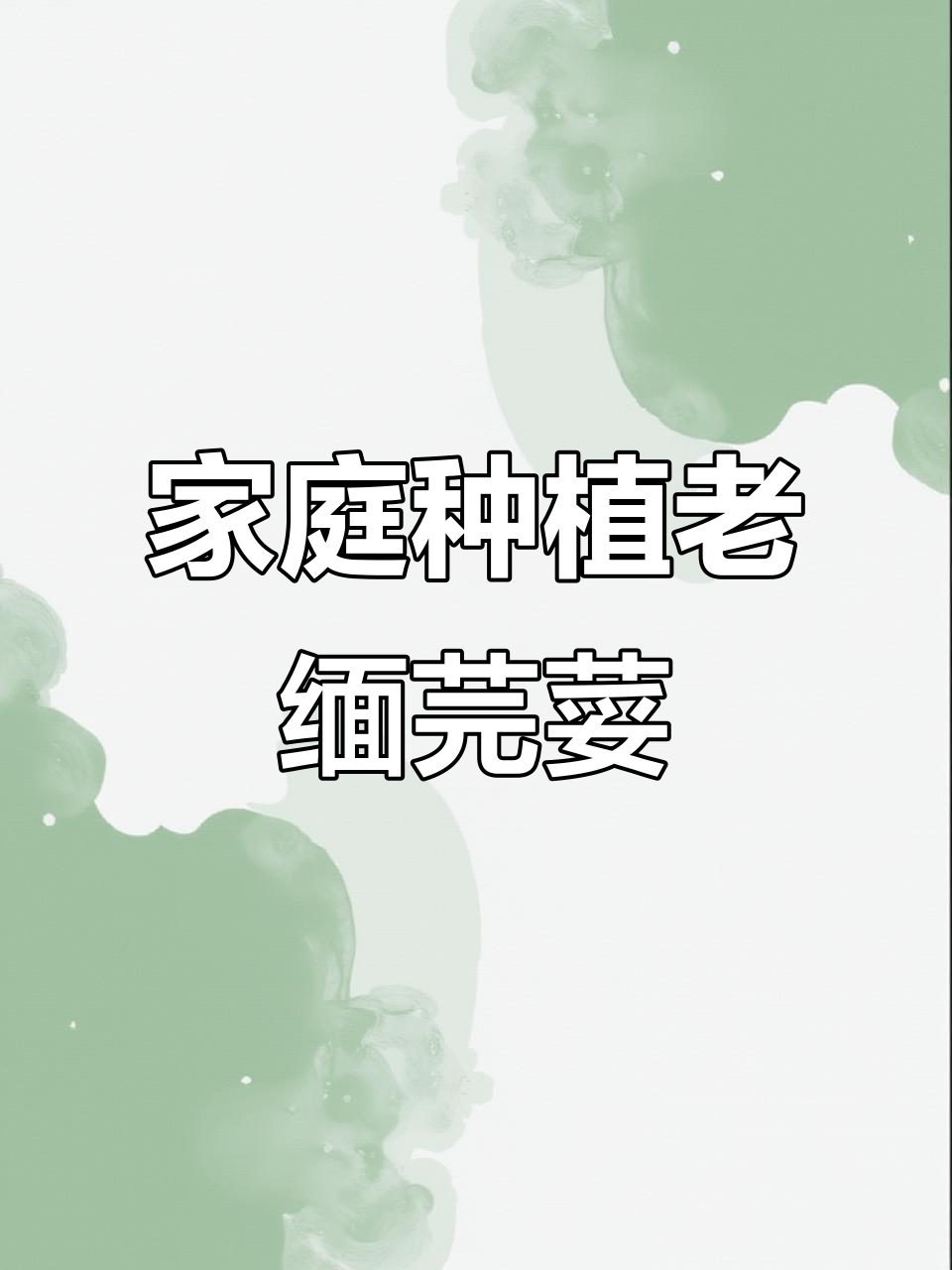 在家种老缅芫荽,成活率高又简单