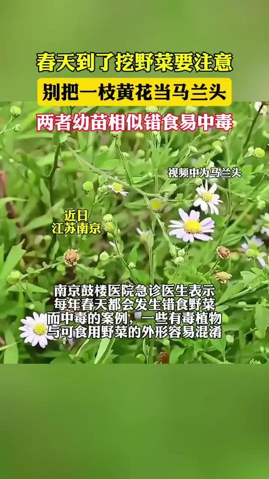 挖野菜注意别把一枝黄花当马兰头(荔枝新闻)