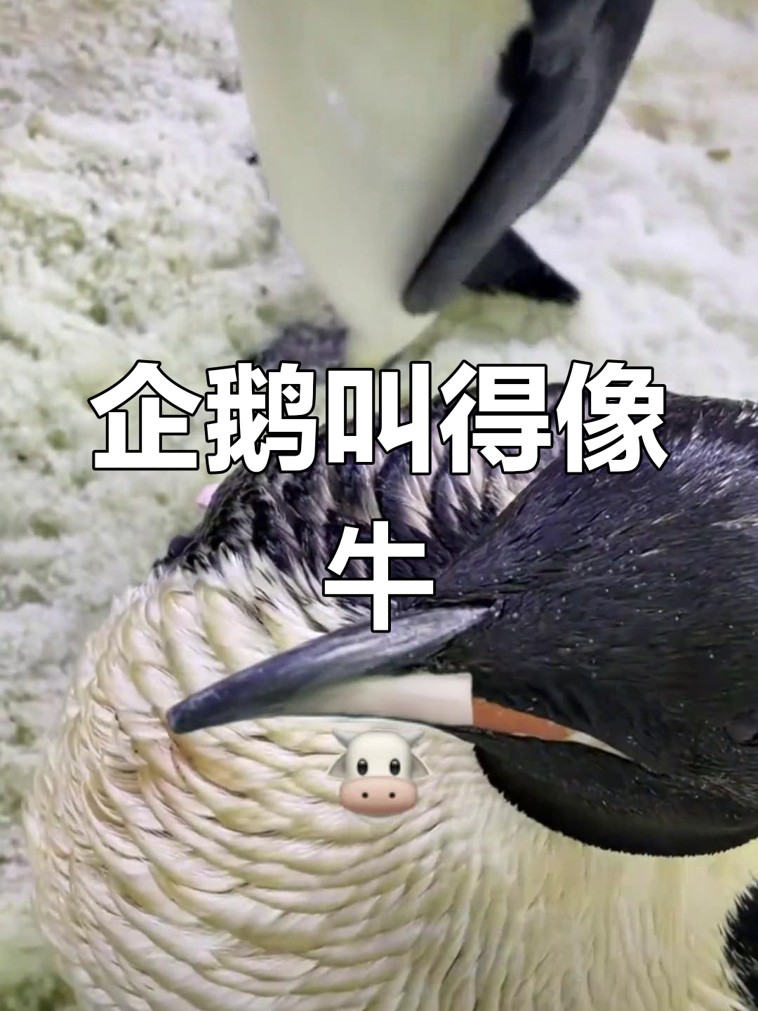 帝企鹅叫声竟然像牛?这声音太神奇了!