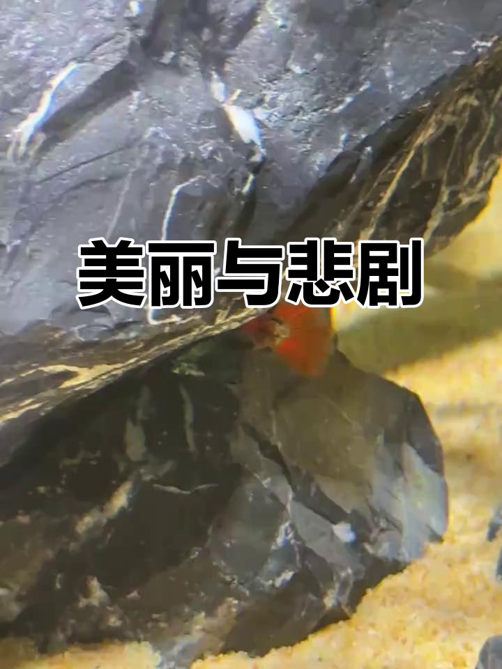 孔雀鱼美丽动人,红鳍如翼,可惜三天后尾巴被咬伤