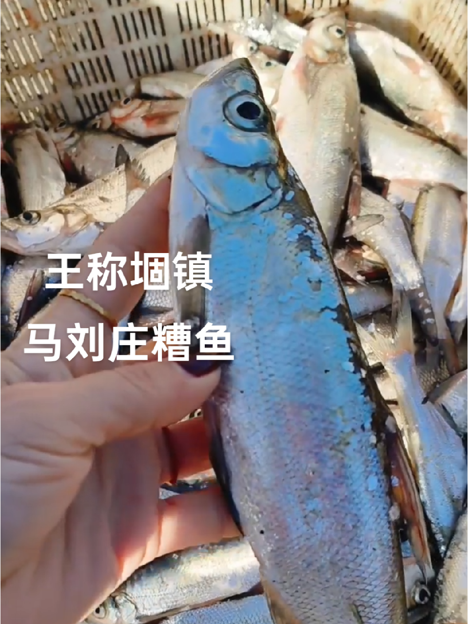 钓野生翘嘴鱼收获满满,连风的存在都感觉不到了