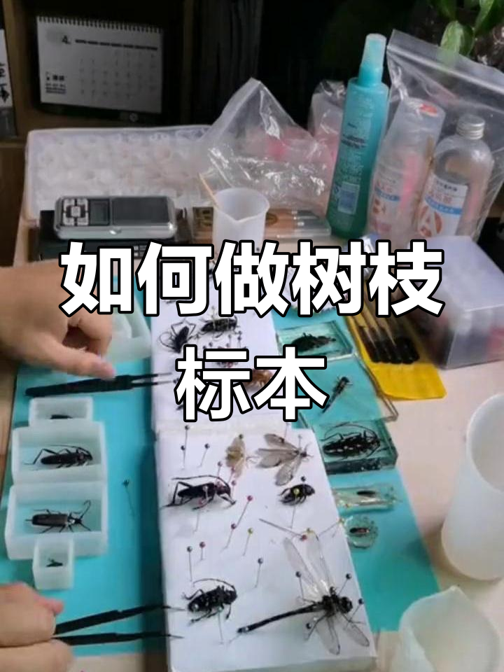 制作昆虫标本的详细步骤