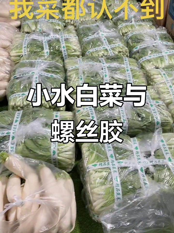 绿色蔬菜大揭秘:小水白菜与螺丝胶的奇妙之旅