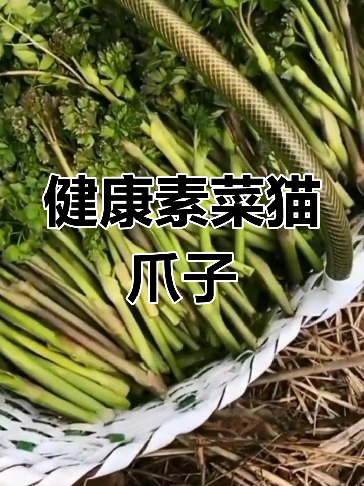 农村常见野菜,营养丰富堪比肉类