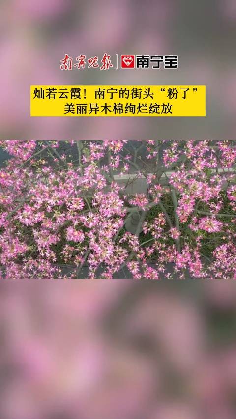 「南宁的街头的粉色浪漫,美丽异木棉绚烂绽放,你爱了吗?」秋日的邕城,圈“粉”了。民族大道、