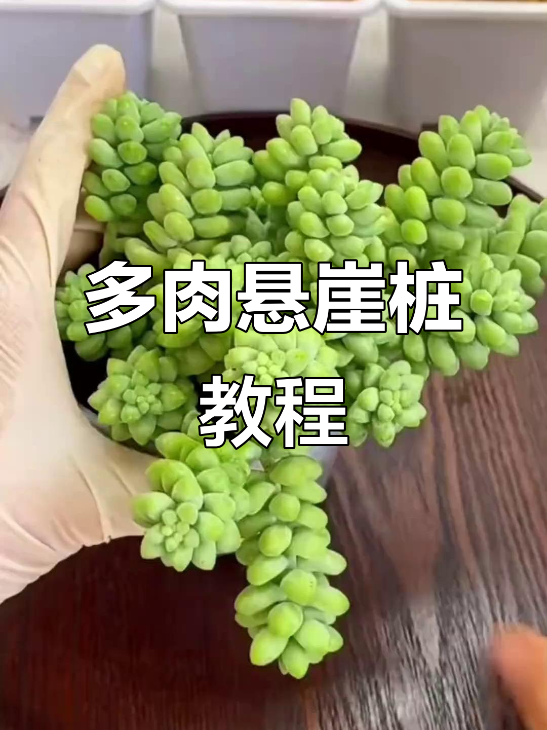 玉坠悬崖桩造型,轻松学会多肉植物养护技巧