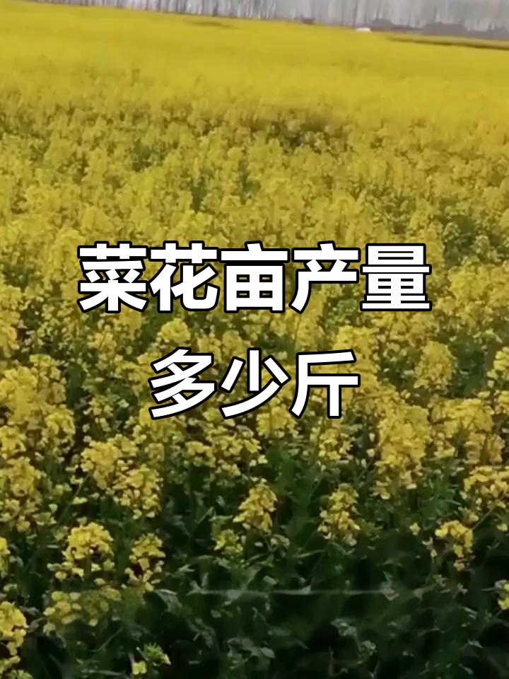 菜花亩产量大揭秘:黄花、椰菜的亩产差异