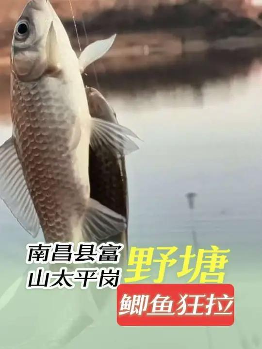 征收鱼塘小鲫鱼狂口,趁人少冲 #钓鱼野外垂钓真实生活分享计划六鱼511艰苦奋斗也要钓鱼
