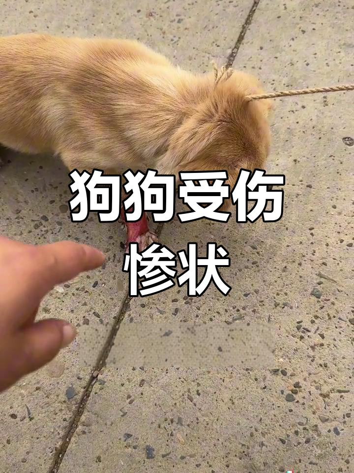 狗狗被摩托车撞伤,腿露红肉芽让人心疼