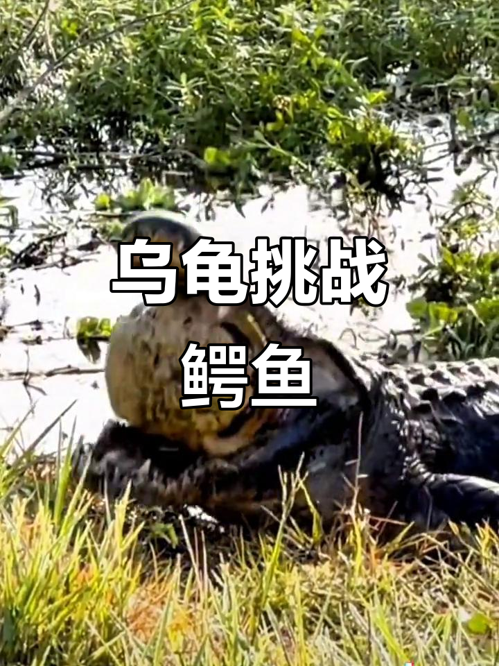 鳄龟对决:乌龟硬刚鳄鱼,谁能笑到最后?