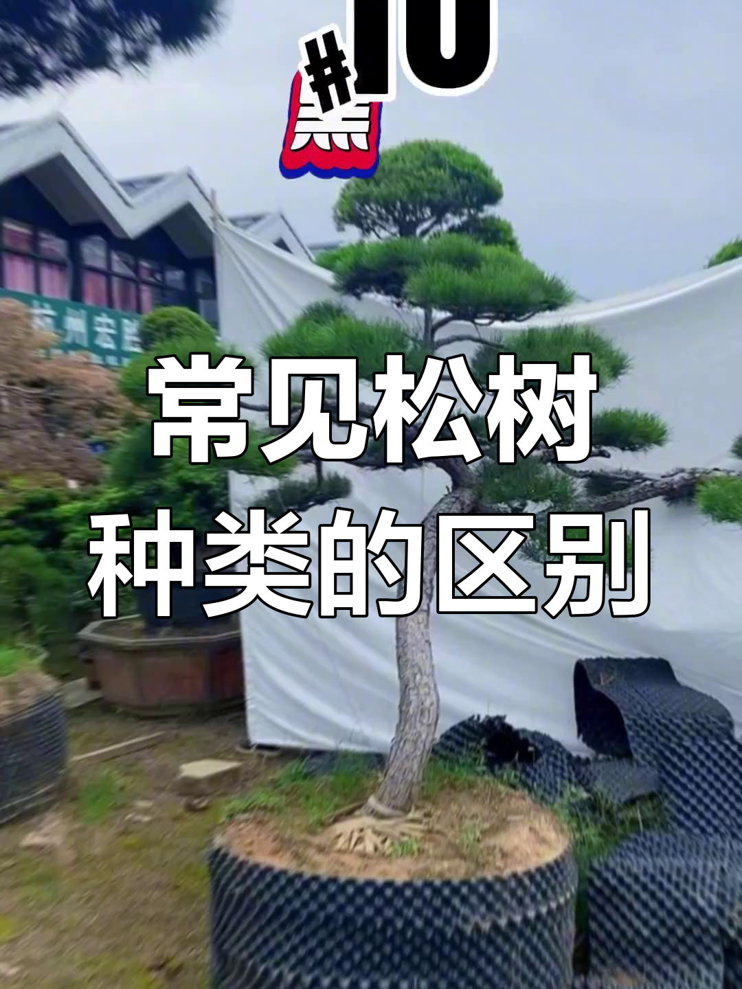 中国常见松树种类解析,如何区分?