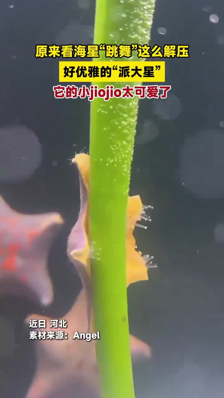 原来看海星“跳舞”这么解压,好优雅的“派大星”