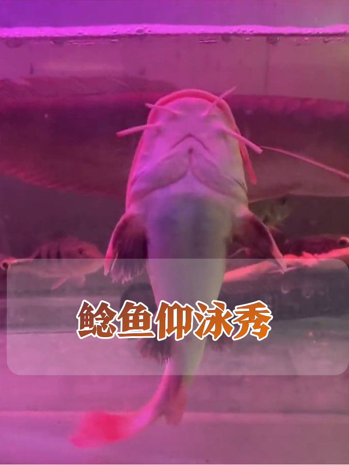 鱼缸显眼包!大头鲶鱼仰泳技惊全场,同伴看呆