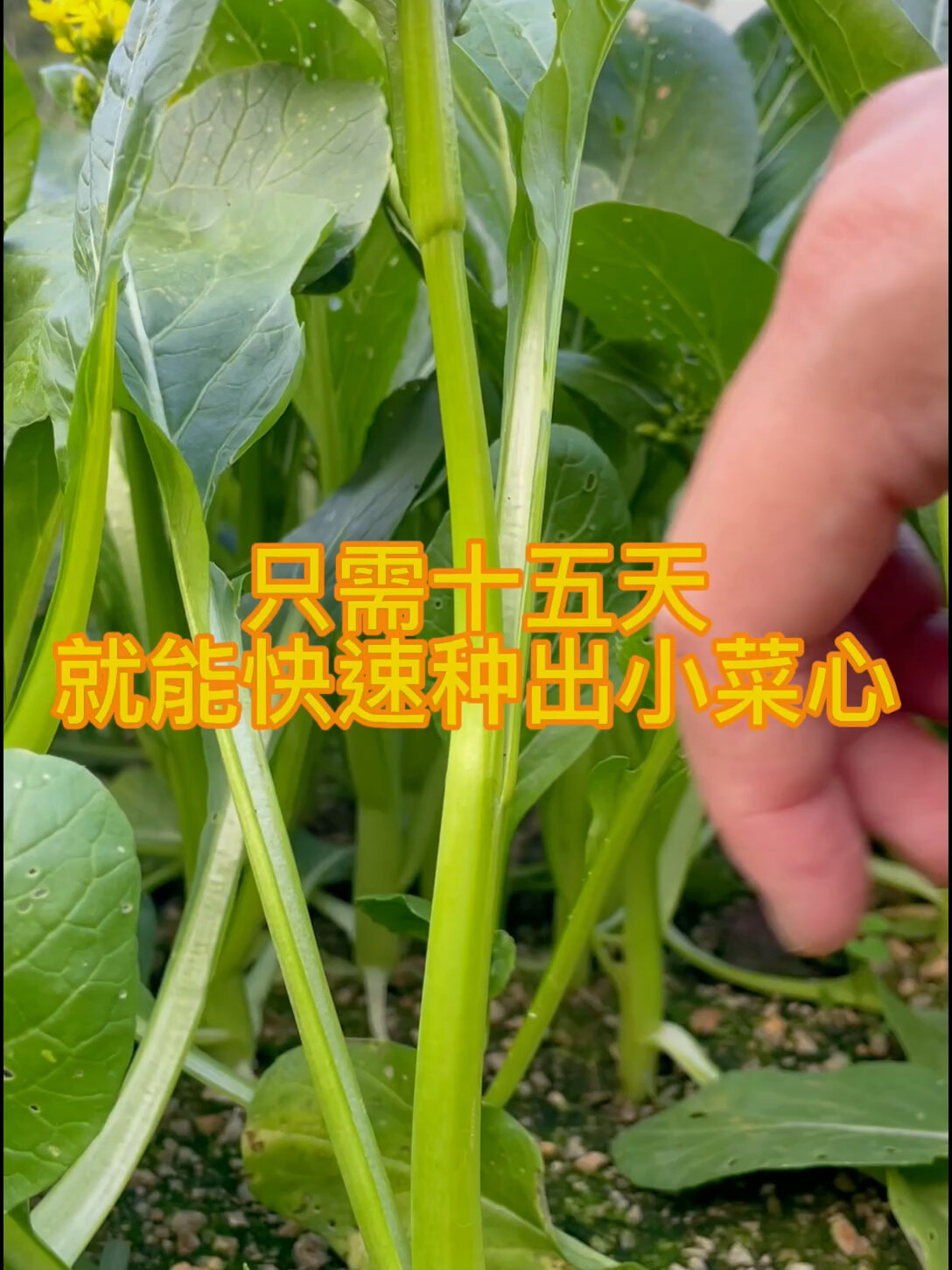 客家妹在深圳种地,教你15天就能种出小菜心