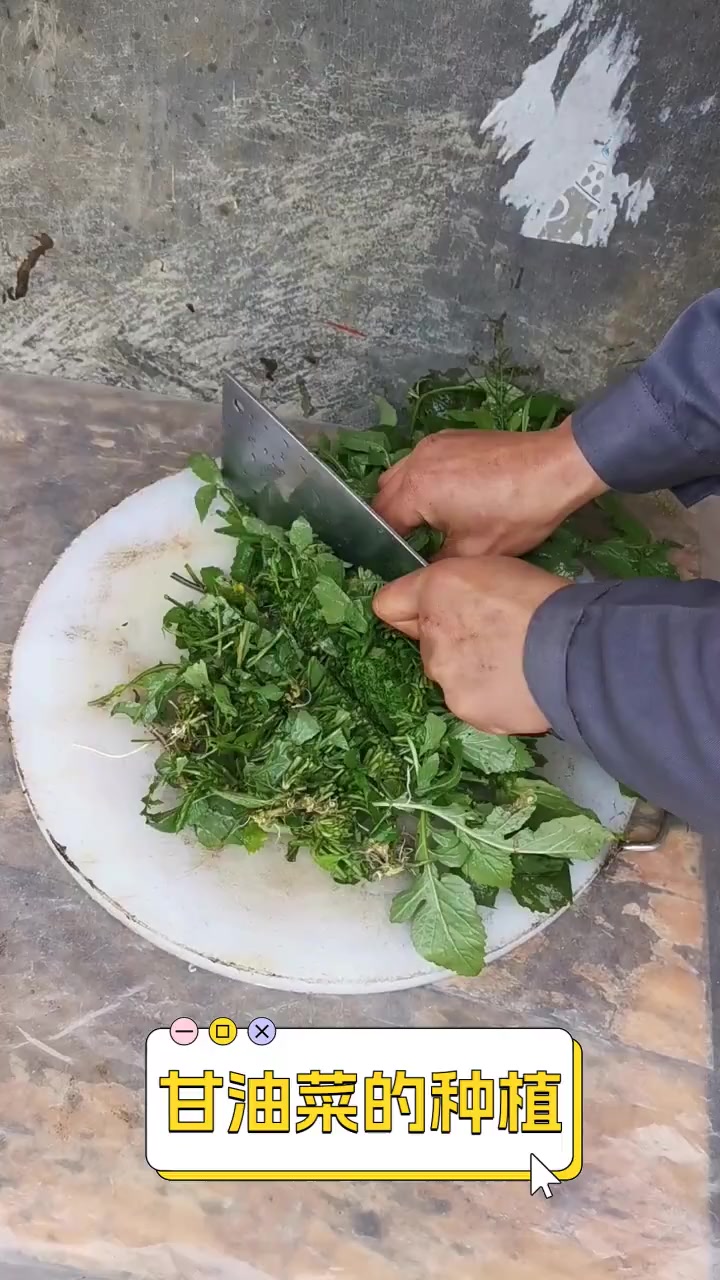 甘油菜的种植