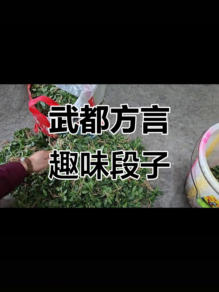 武都方言搞笑配音:野菜采摘大作战,笑料百出