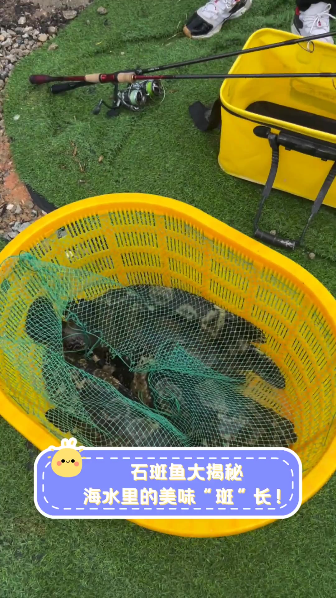 石斑鱼大揭秘,海水里的美味“斑”长!