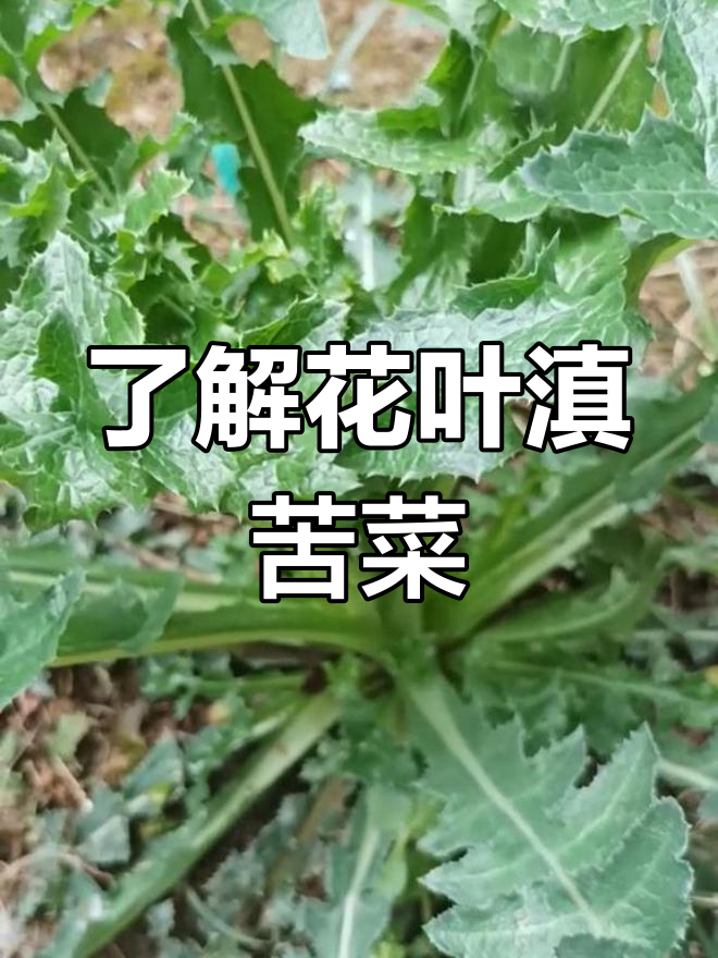 花叶滇苦菜:菊科植物,黄色小花与倒三角形叶子