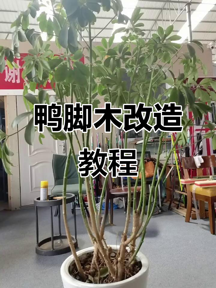 鸭脚木修剪技巧大公开,打造完美室内造型