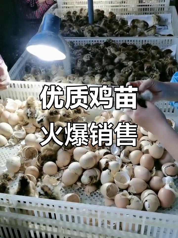 优质鸡苗大批量接单,市场热销中