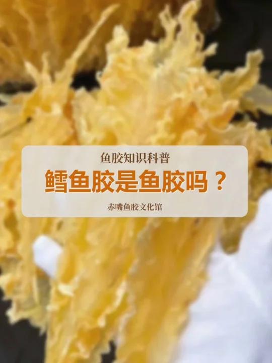 鳕鱼胶是鱼胶吗?