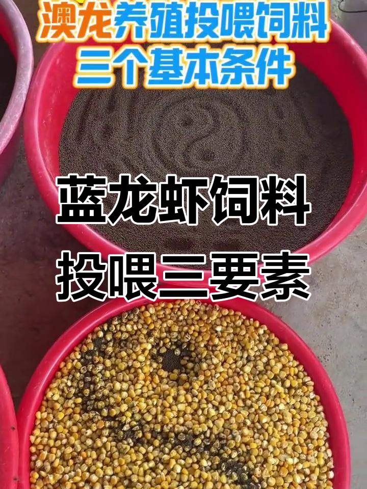 澳洲淡水龙虾养殖投料技巧:三大要点助你提高生长速度