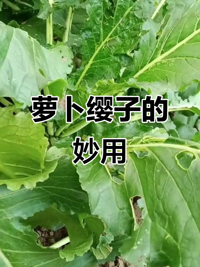 萝卜缨子别丢,它有这些神奇作用