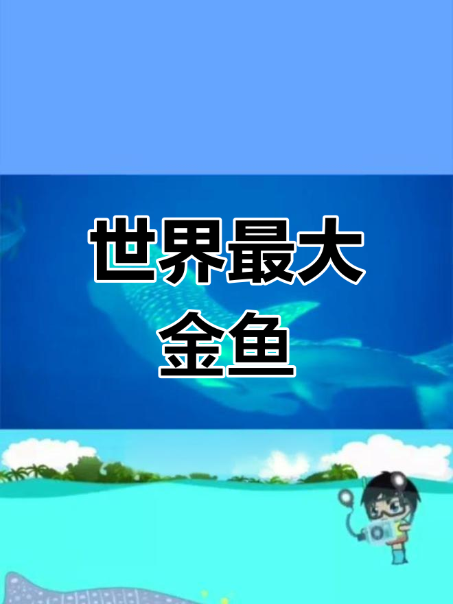 鲸鲨:世界上最大的鱼类,温和不攻击人类
