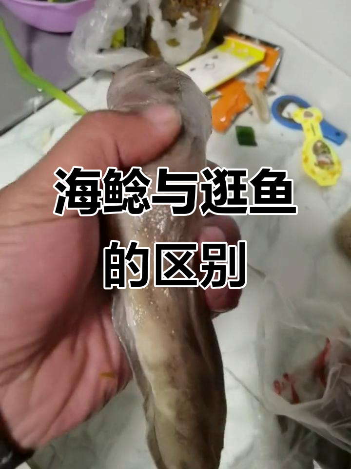 钓到海鲶鱼,不是逛鱼的独特特征揭秘