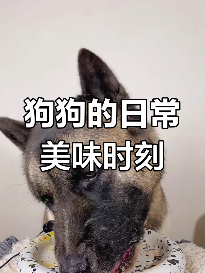 大黑狗的吃货日常:从羊腿到草莓火鸡脖