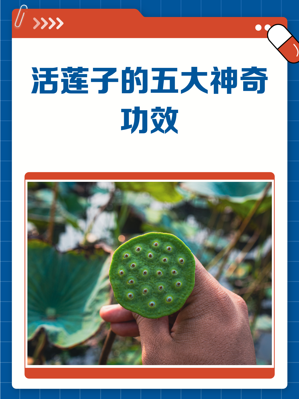 活莲子,养生小能手!它的作用与功效你知道吗?