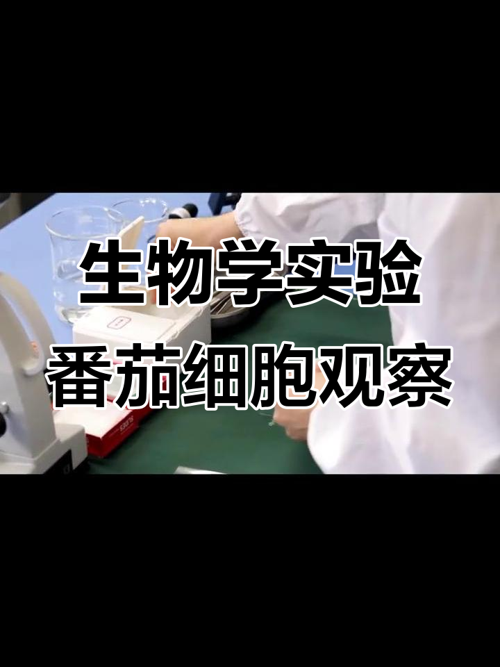 番茄果肉细胞观察实验操作详解,显微镜使用技巧全解析