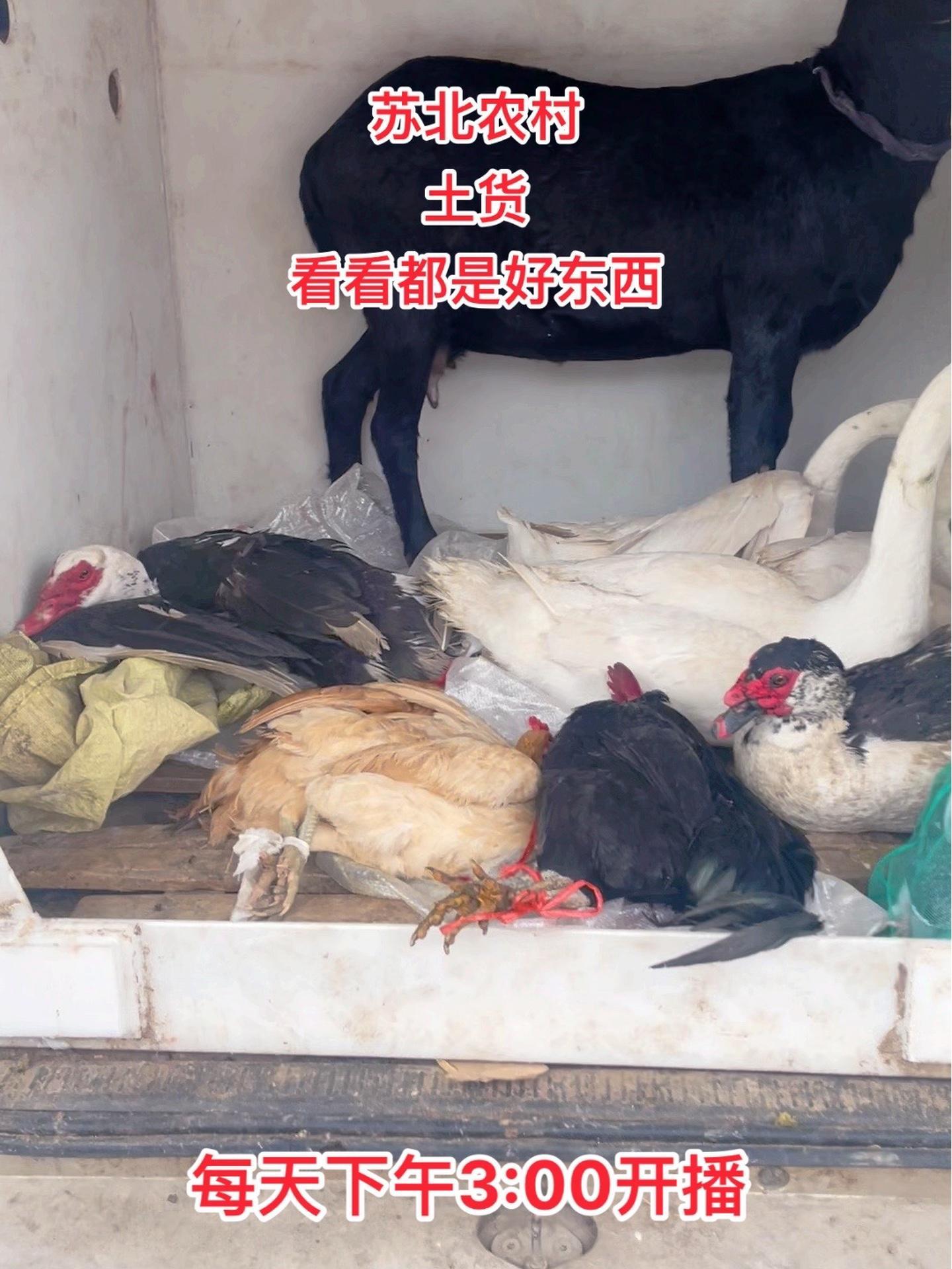 喜欢吃苏北农村土货老母鸡老鸭老鹅黑山羊肉 农村散养土鸡 农产品 散养 土鸡土鸭 黑山羊