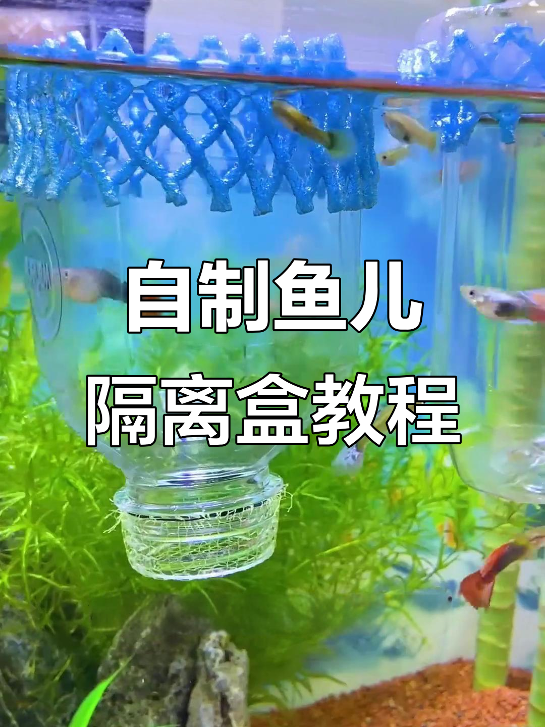 用矿泉水瓶做鱼缸孵化盒,简单又实用