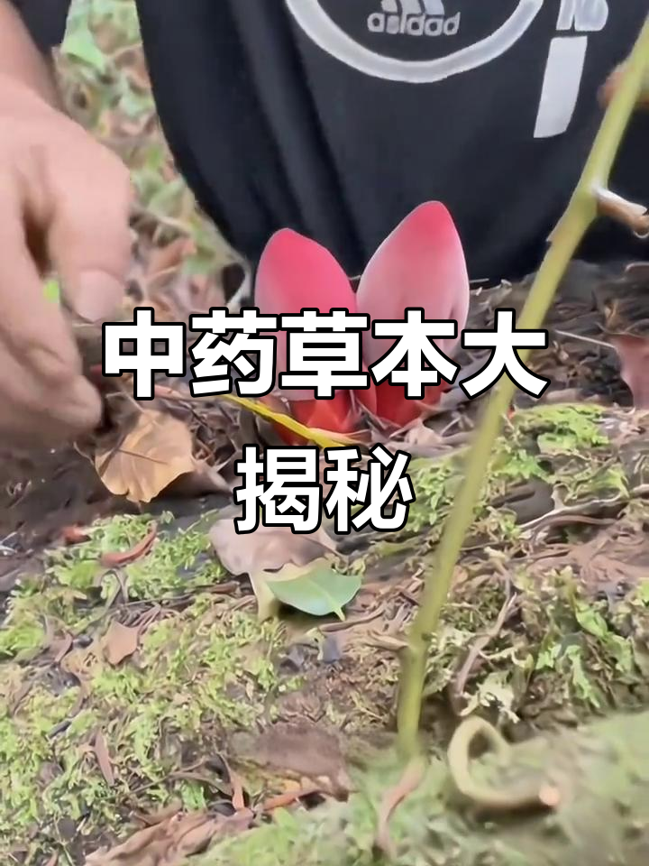 认识这些常见中草药，了解它们的功效与作用