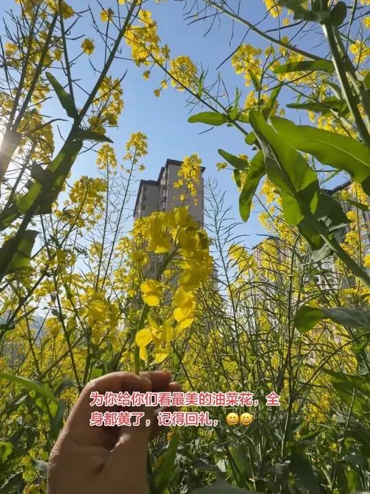 一身黑进去的，一身黄出来的，为了让你们看到最美的油菜花，我豁出去了……#音乐 #对口型飙演